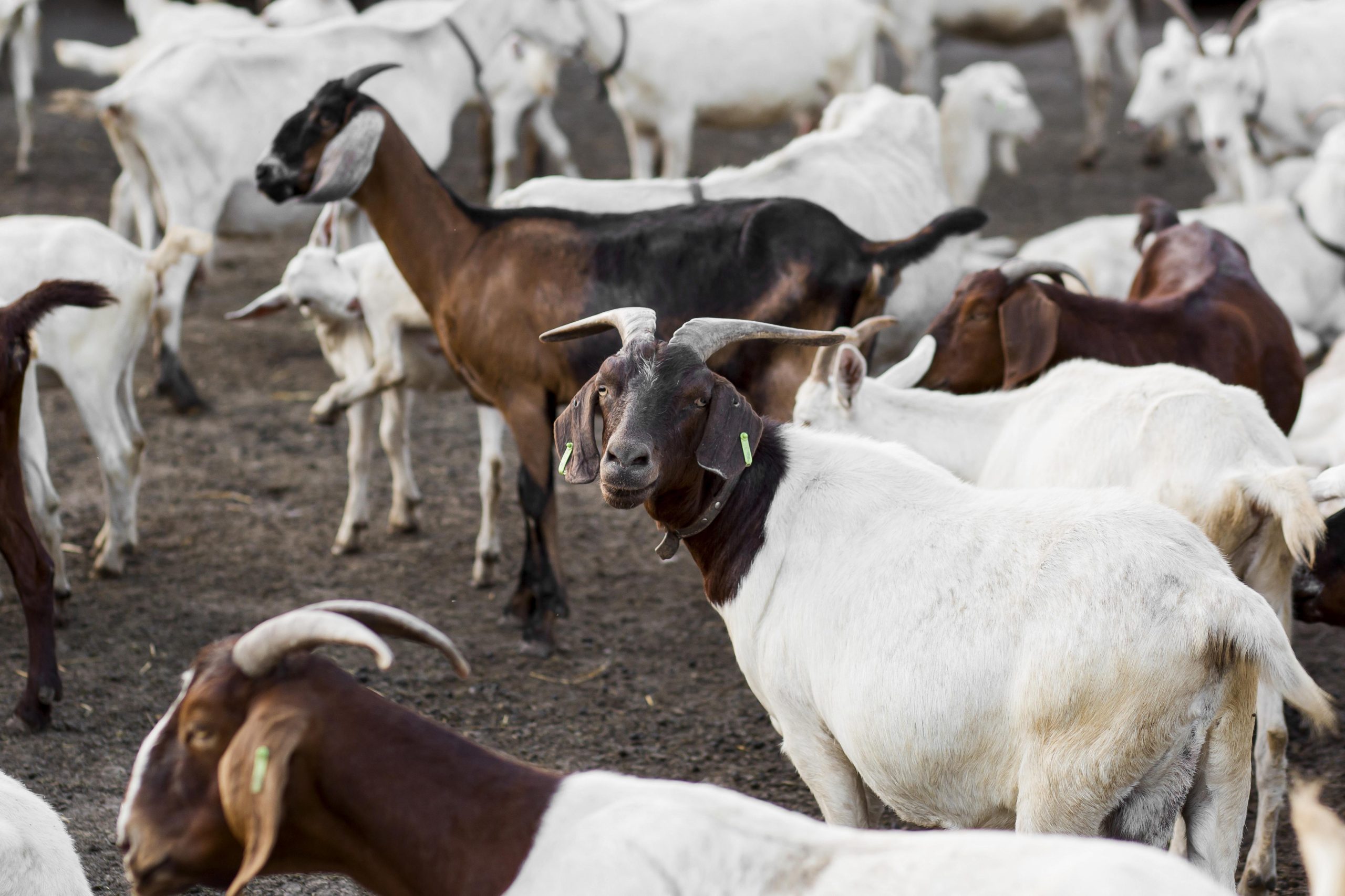 close-up-farm-with-goats